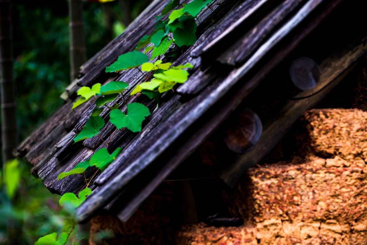 Close-up of a rustic wooden barn roof with ivy and brick walls.